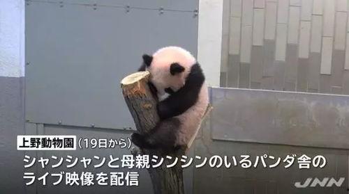 熊猫外卖日本爆料视频,真实操作过程曝光！